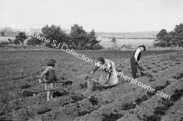 SOWING POTATOES